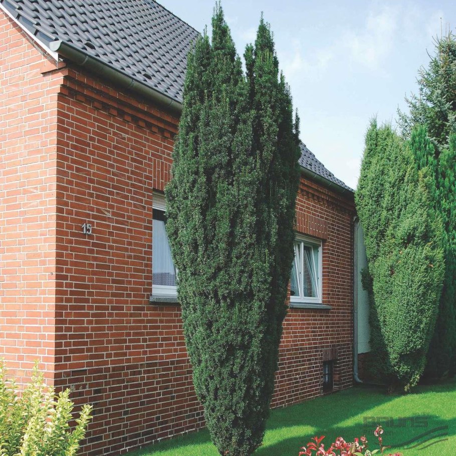 Тис ягодный (Taxus baccata elegantissima) c2 25-35