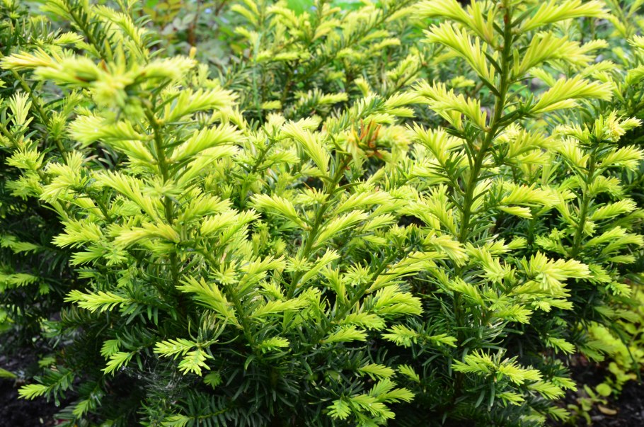 Тис ягодный (Taxus baccata elegantissima)