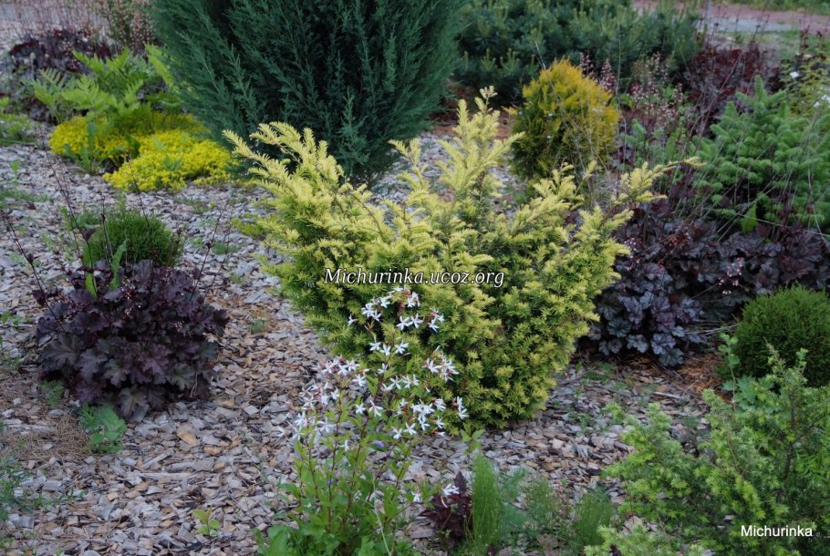 Тисс ягодный Fastigiata