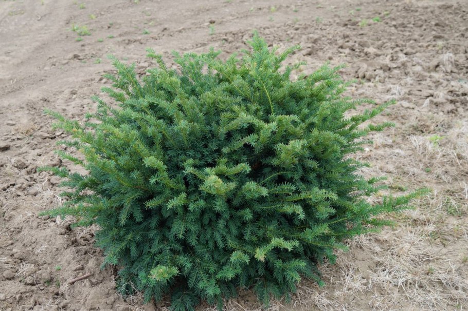 Тис Taxus baccata 'David'
