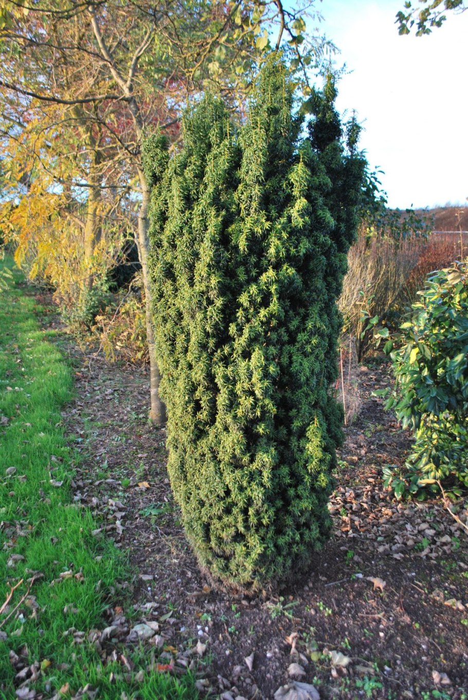Taxus baccata fastigiata aurea