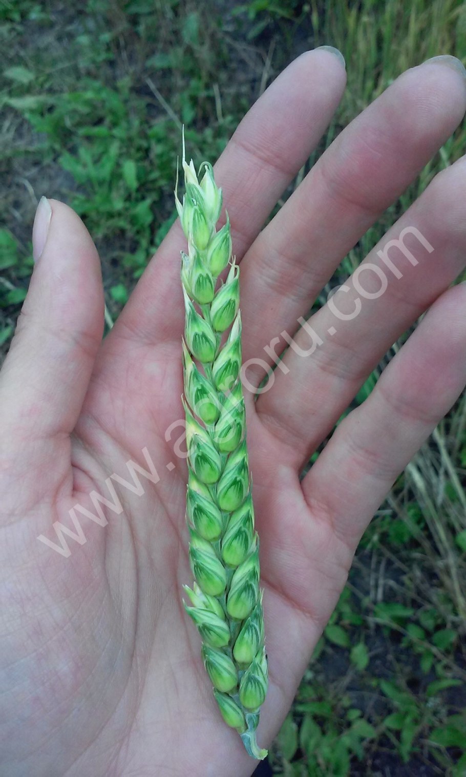 Семена озимой пшеницы скипетр