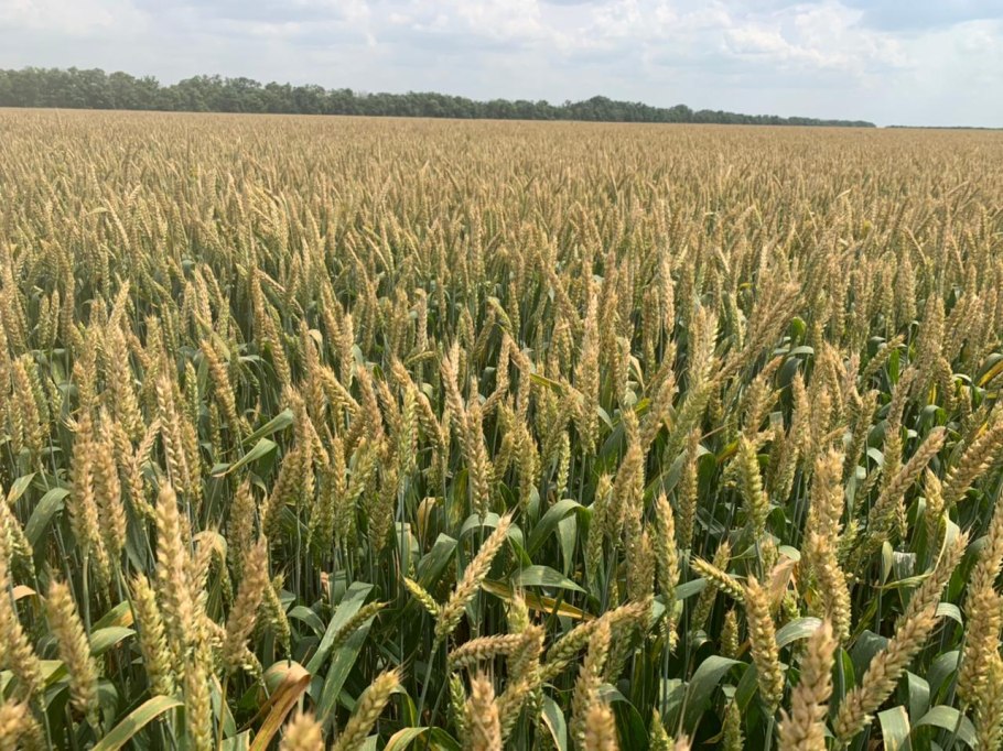 Озимая пшеница сорт Астарта