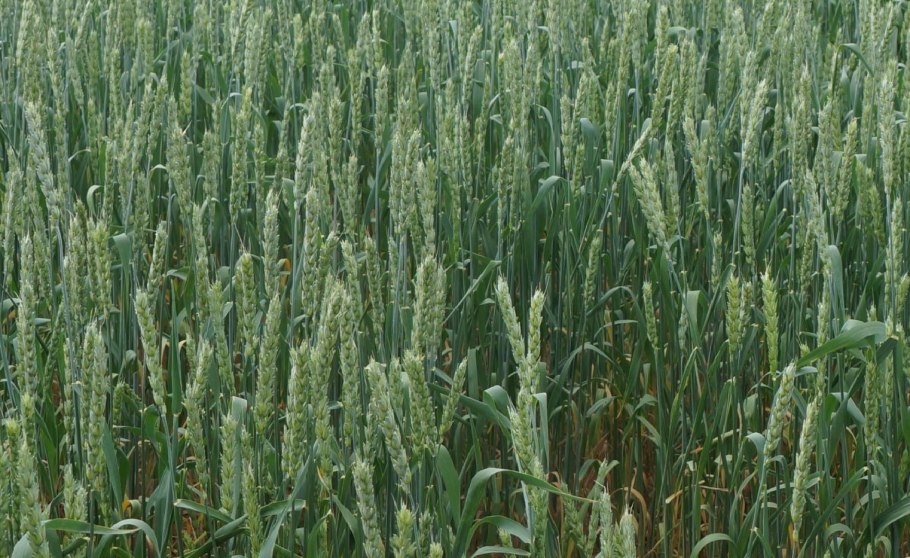 Яровая пшеница Торридон