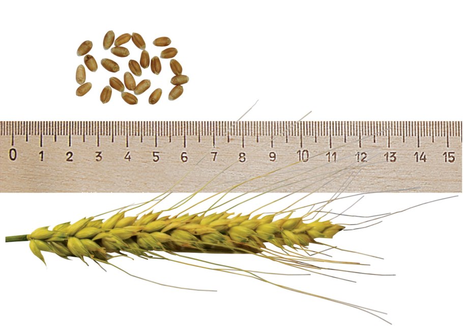 Озимая пшеница Московская 56