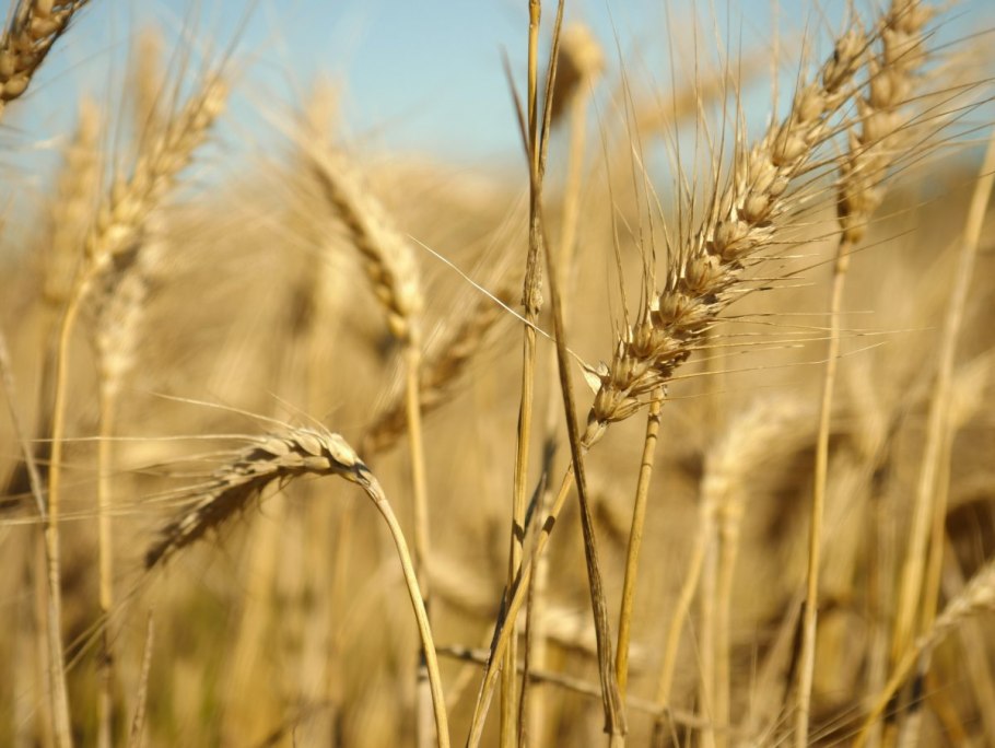 Адель пшеница озимая