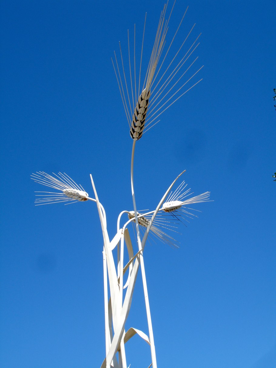 Пшеница озимая Лагуна