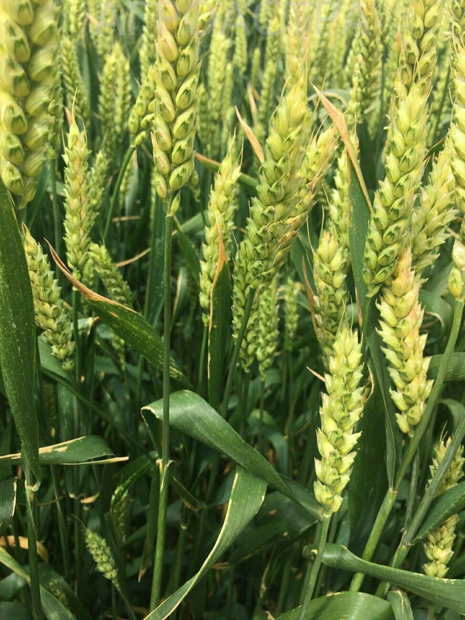 Озимая пшеница сорт касар