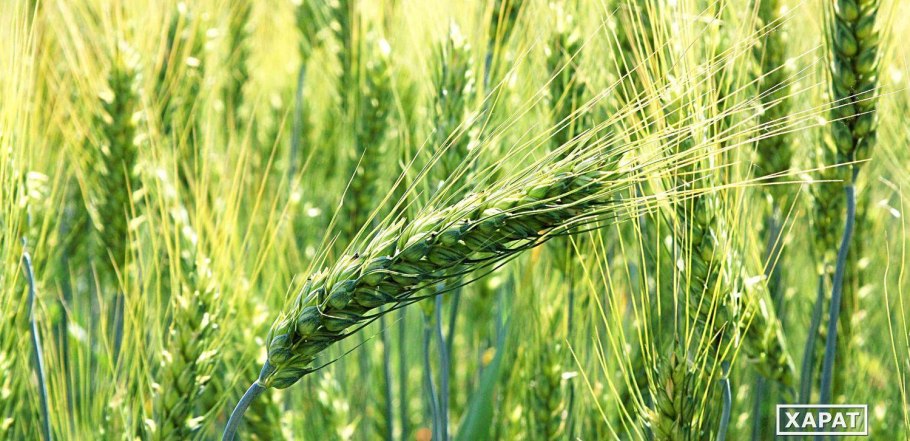 Безенчукская 380 озимая пшеница