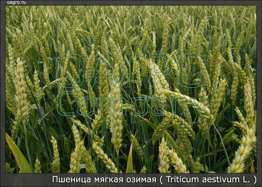 Озимая пшеница сорт скипетр