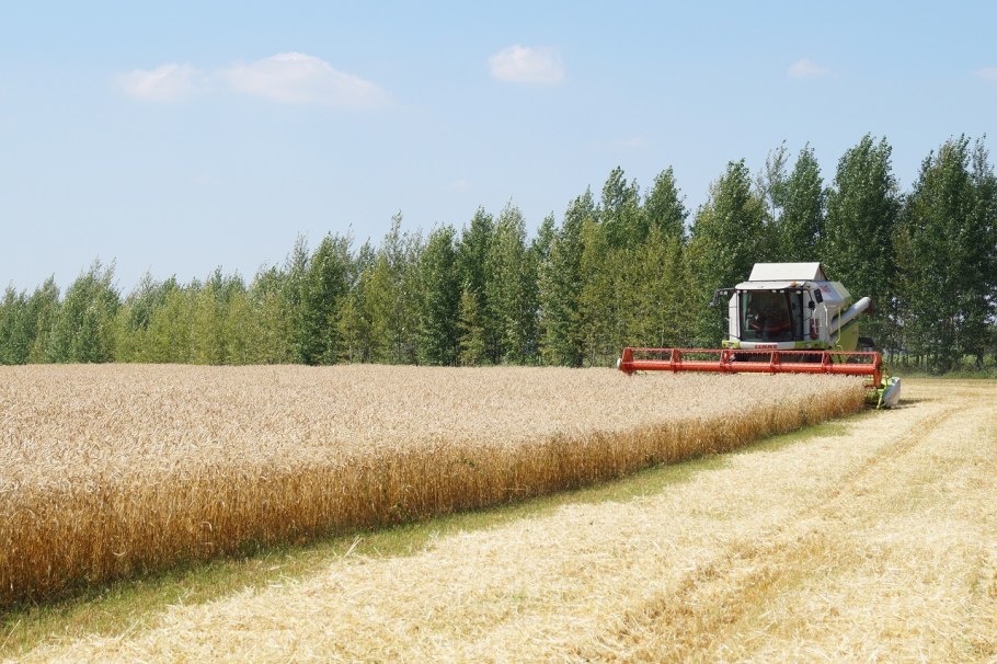 Мироновская 808 озимая пшеница