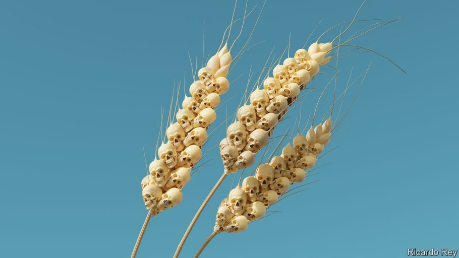 Колос пшеница