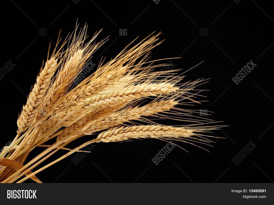 Колосья на черном фоне