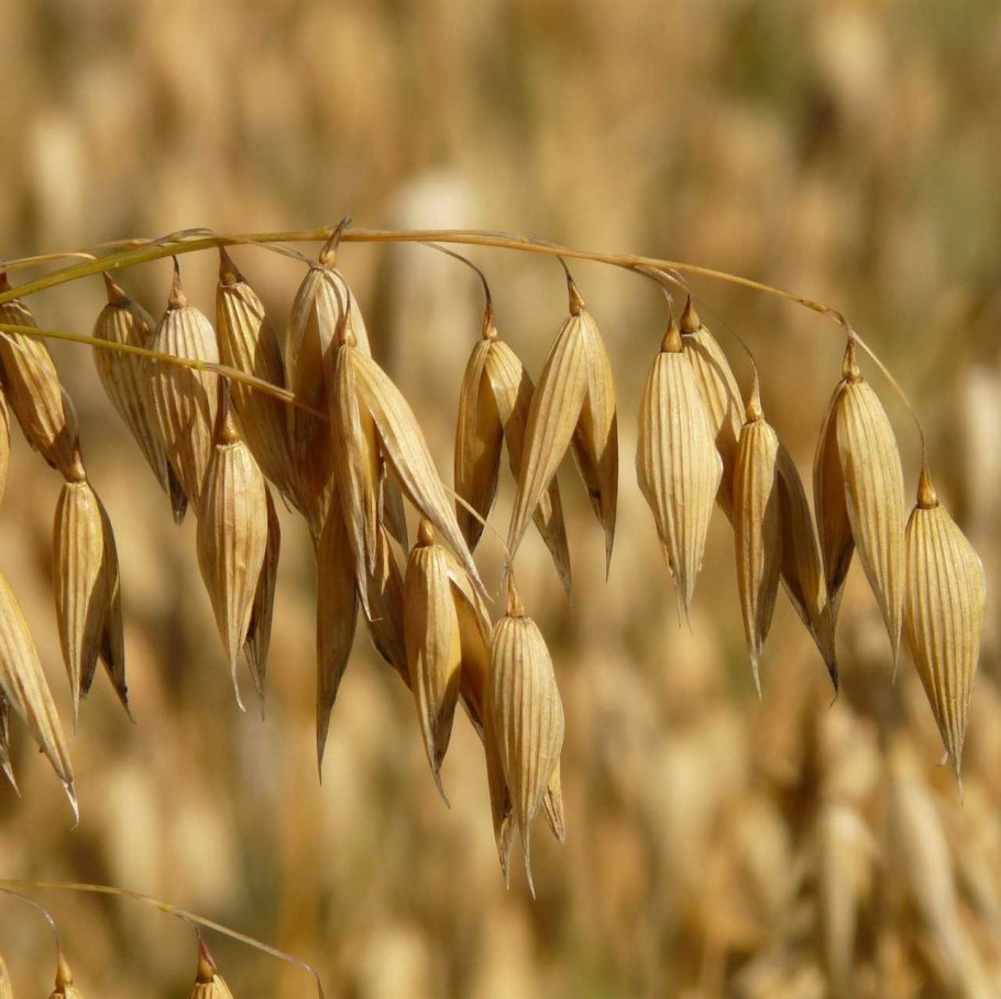 Донская Безостая озимая пшеница