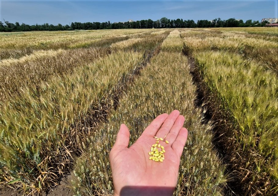 Посев озимой пшеницы