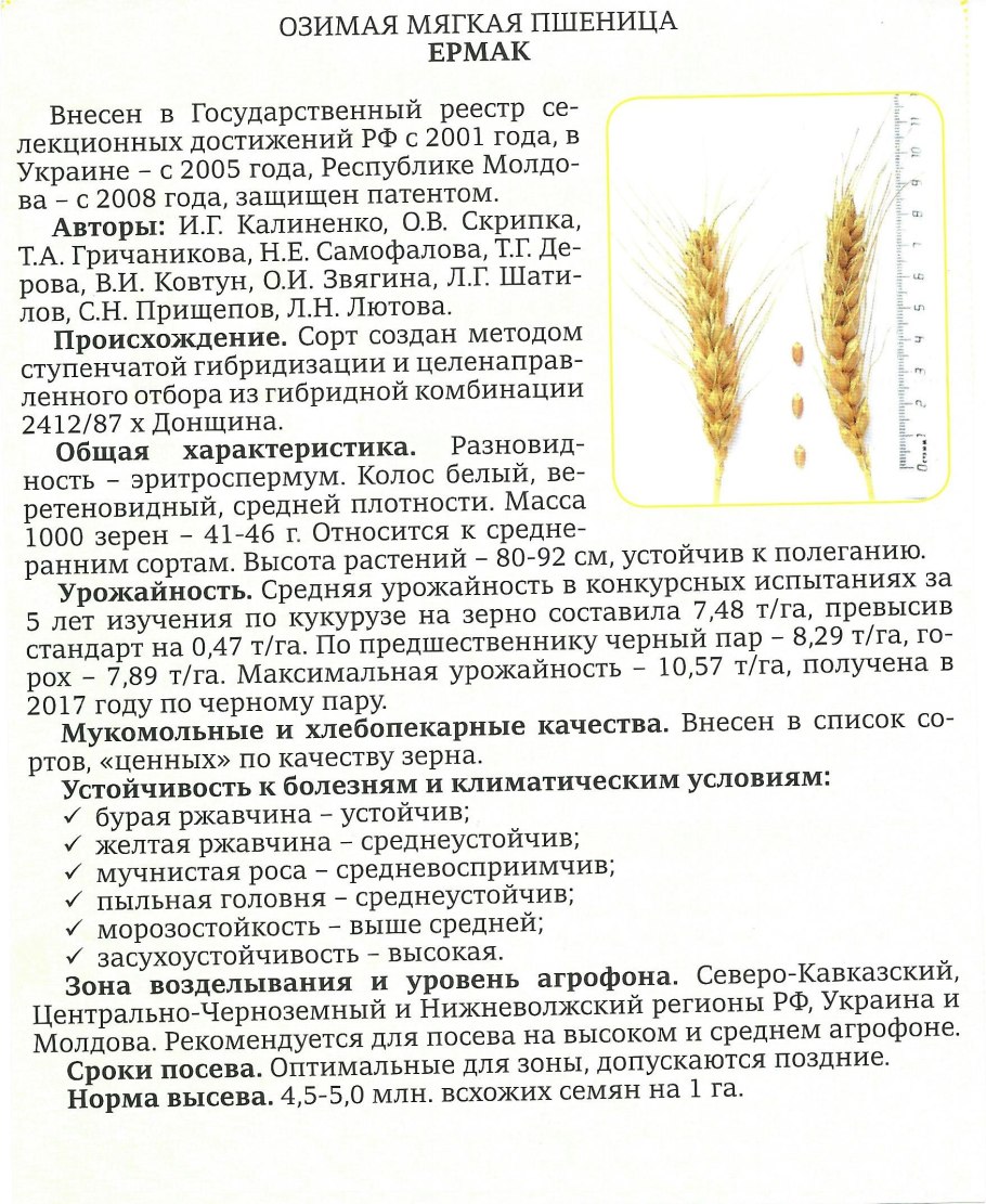 Цветущая пшеница