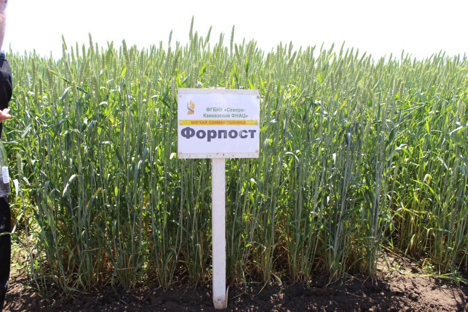 Сорт гром озимая пшеница