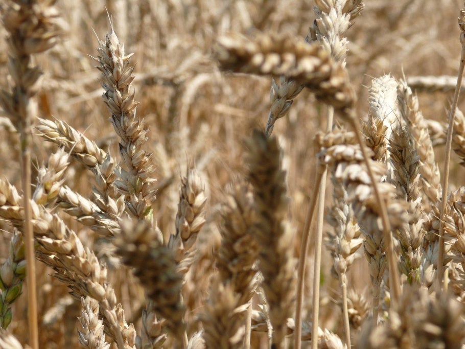 Озимая пшеница скипетр