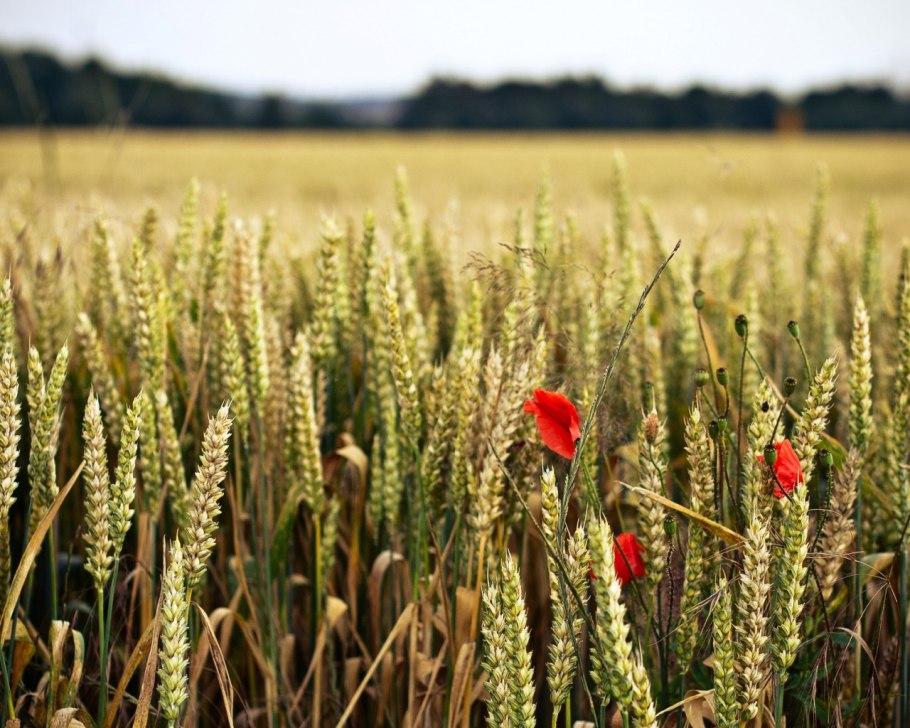 Сорт пшеницы Ахмат