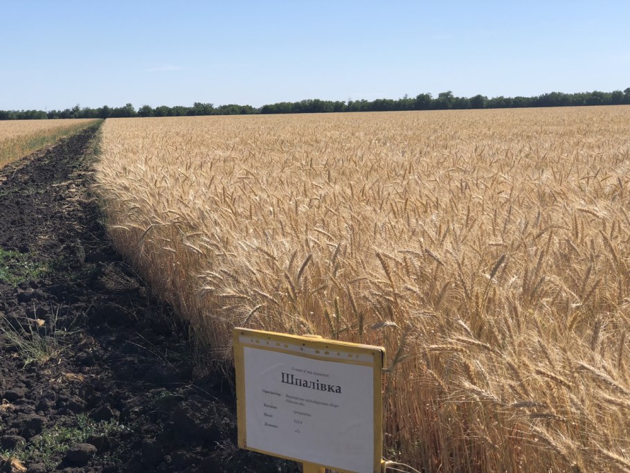 Пшеница аниме