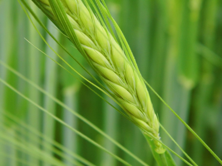 Triticum carthlicum