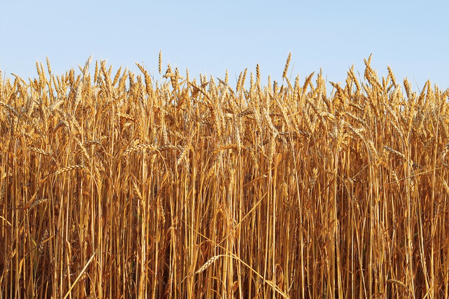 Озимая пшеница скипетр