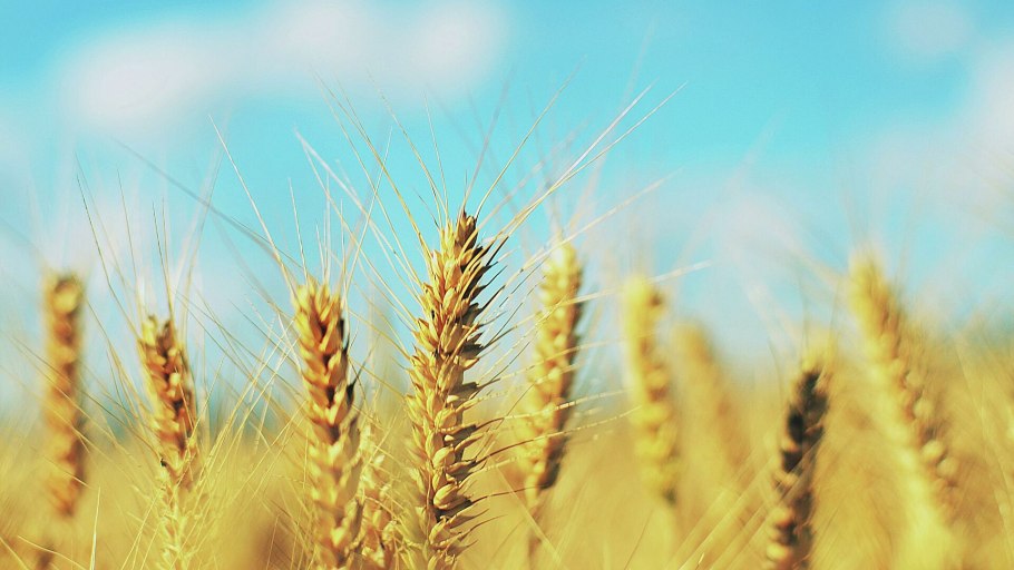 Сорт Алексеич озимая пшеница