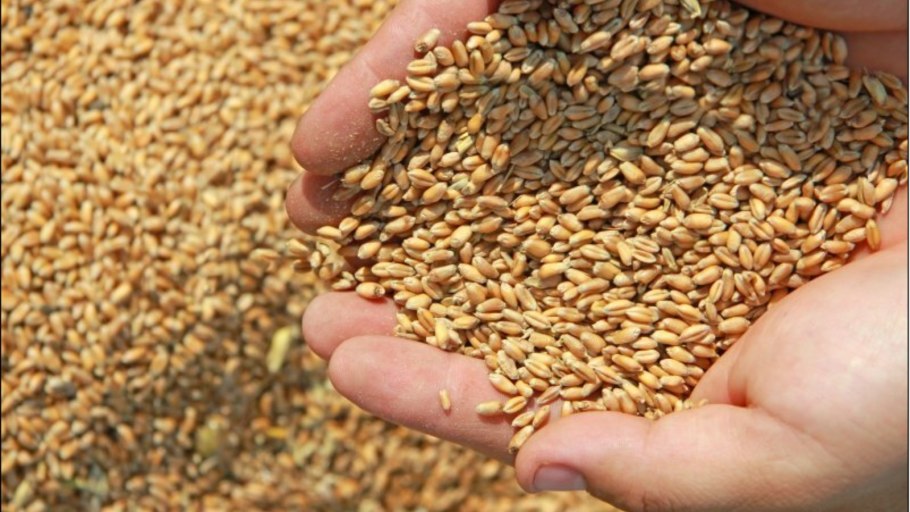 Зерно семена