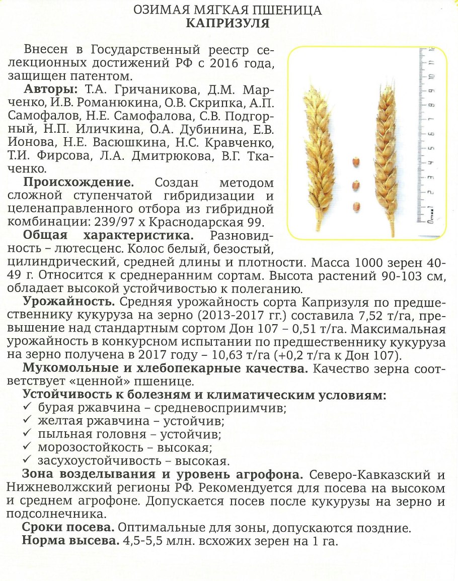 Поле пшеницы