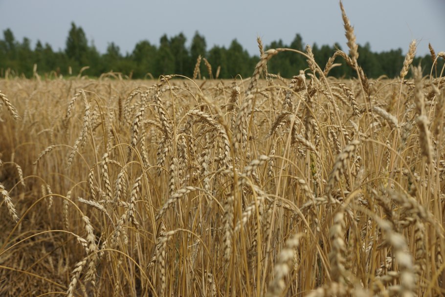 Колосья ржи