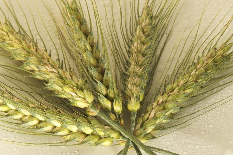 Яровой ячмень сорт Булат