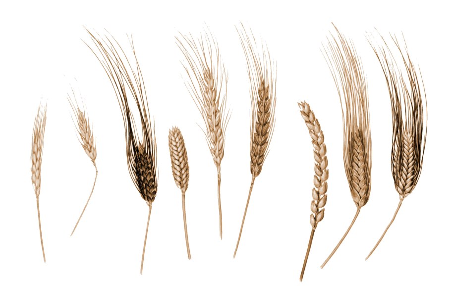 Сорт озимой пшеницы Граф