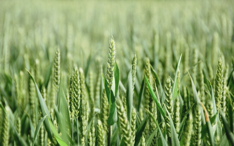 Овсяная солома снопик