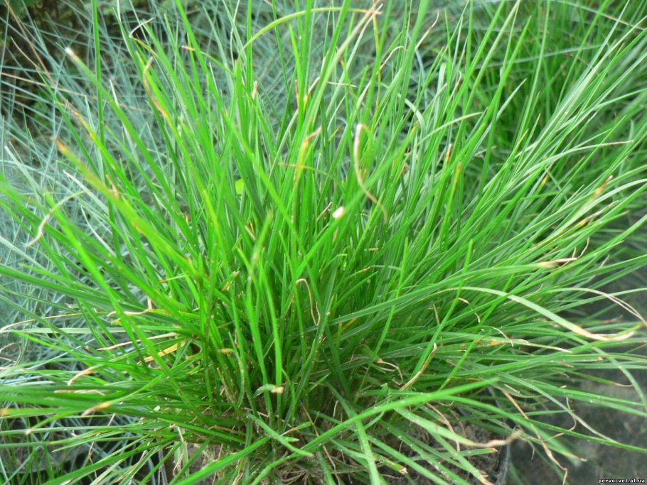 Осока Carex Evergold