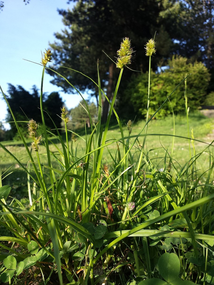 Осока Горная Carex Montana