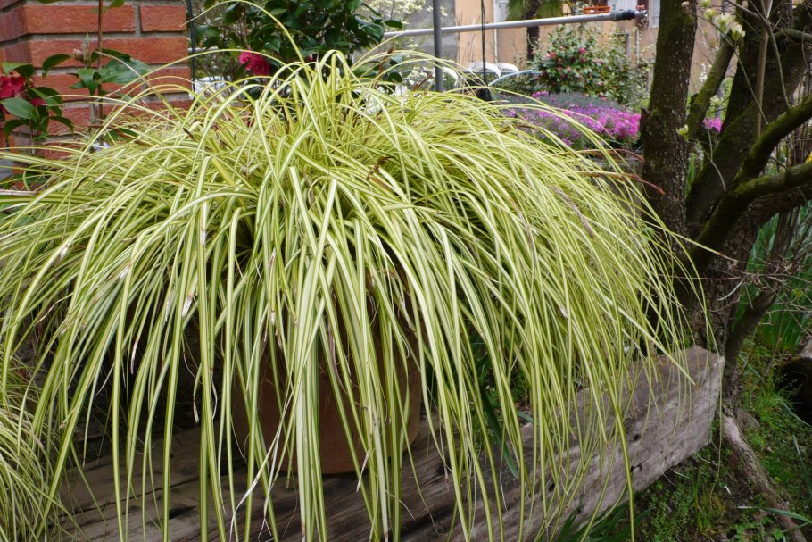 Осока Carex oshimensis Evergold