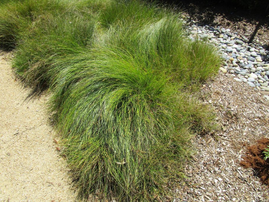 Осока японская ‘Eversheen’