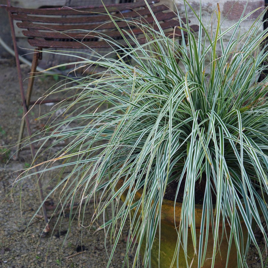 Осока Эверголд