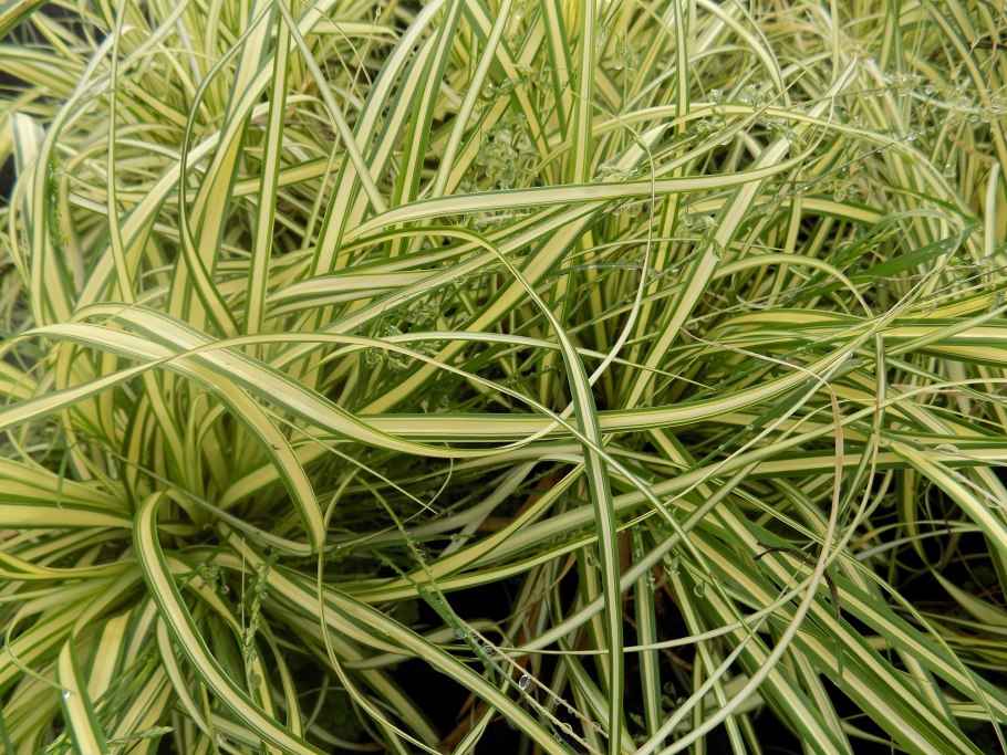 Осока Feather Falls