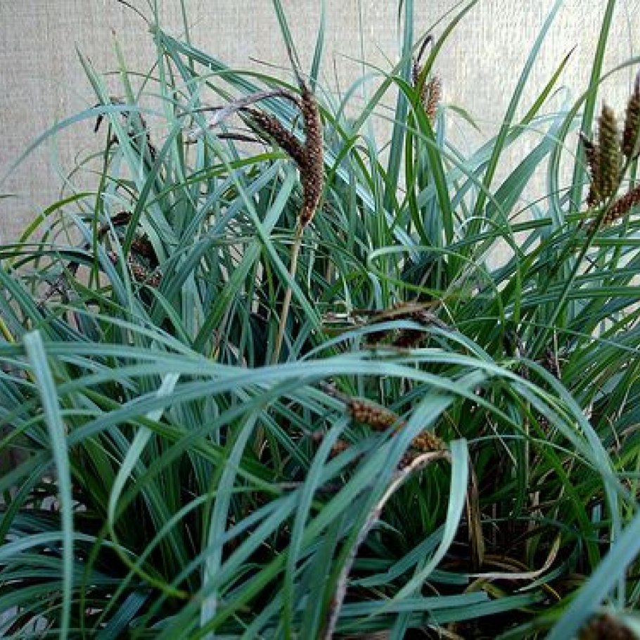 Carex plantaginea