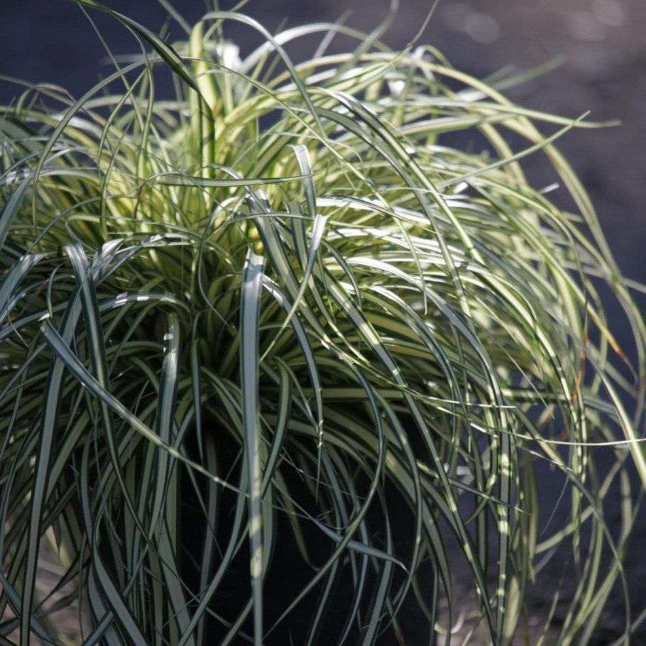 Осока Carex oshimensis Evergold
