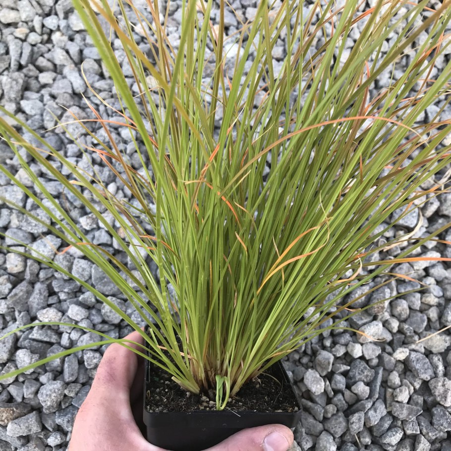 Осока подушковидная