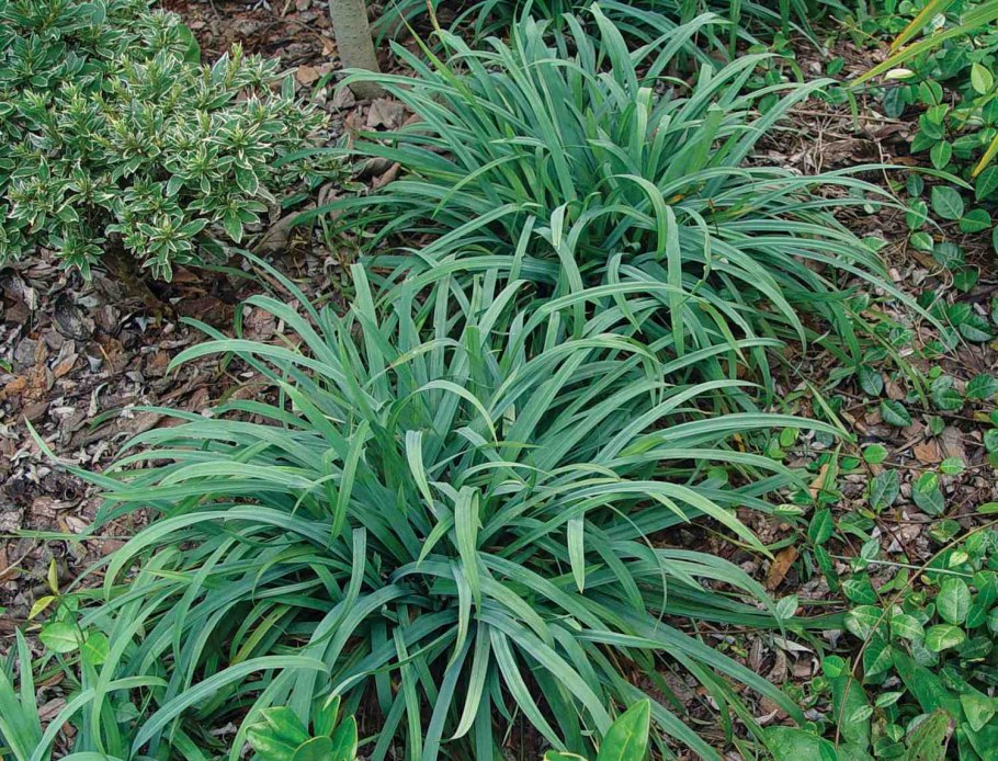 Осока Ауреа