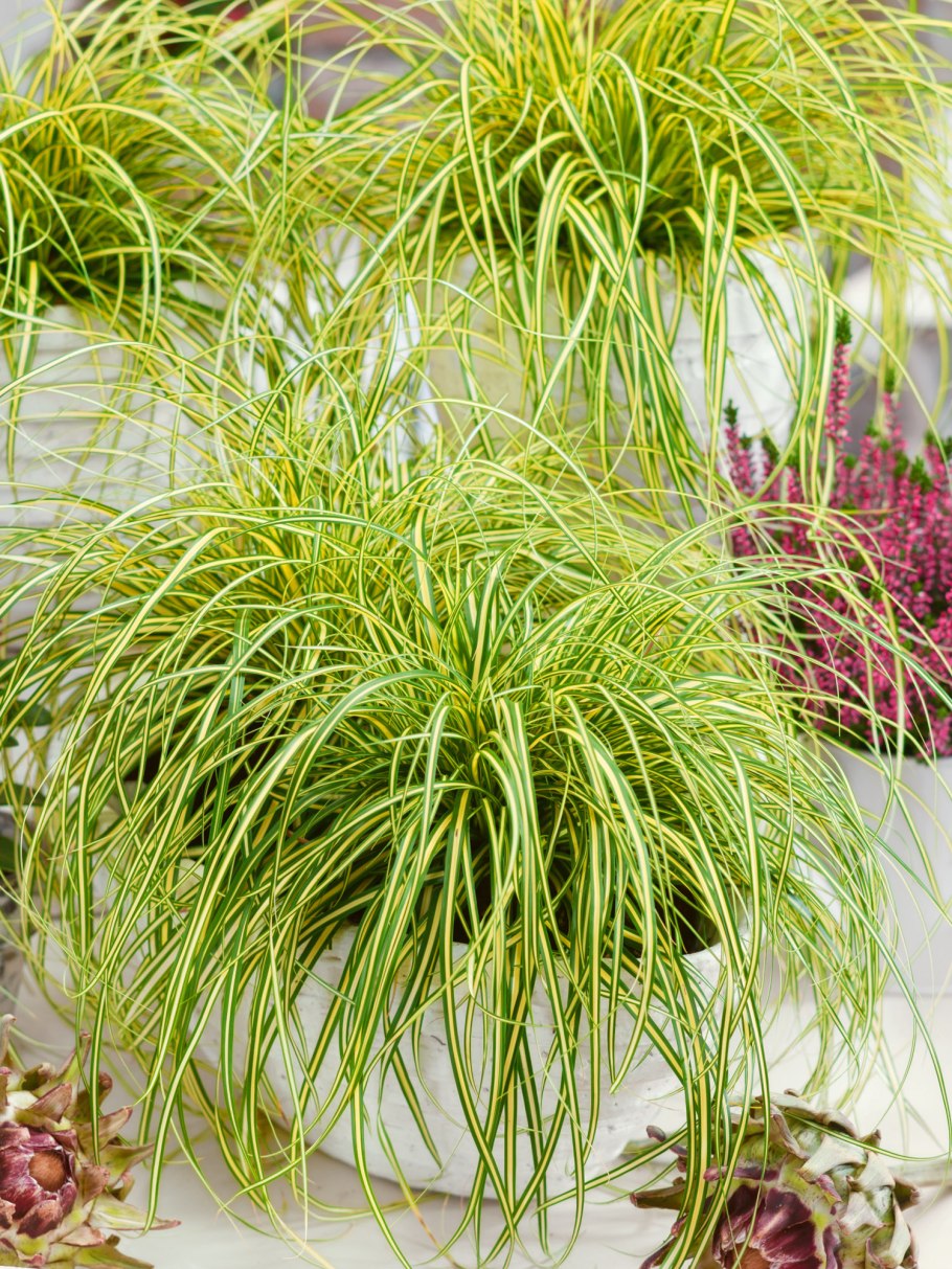 Осока повислая Блю Зингер