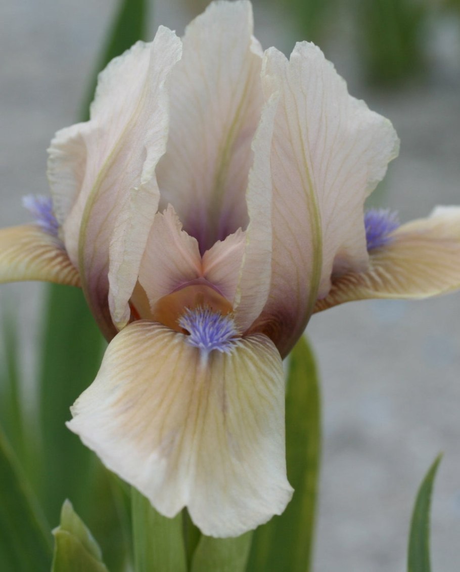 Ирис карликовый Степной