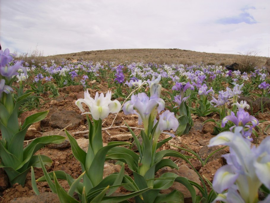 Карликовый Ирис Chargold