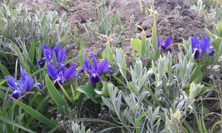 Ирис карликовый Блю деним