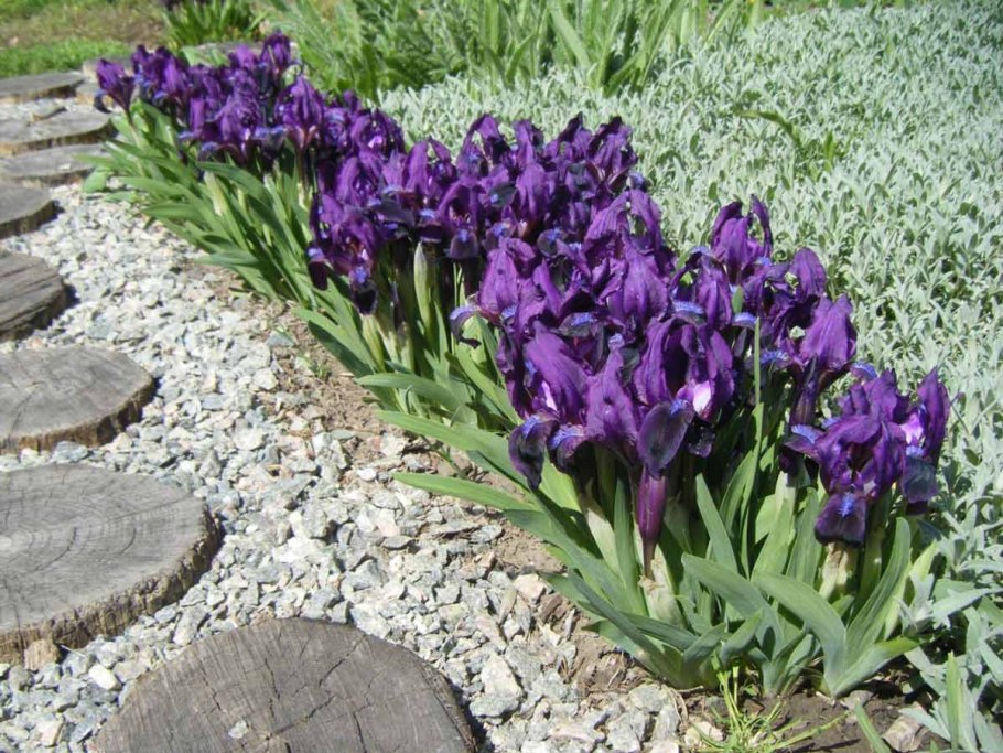 Цветок Ирис значение символ