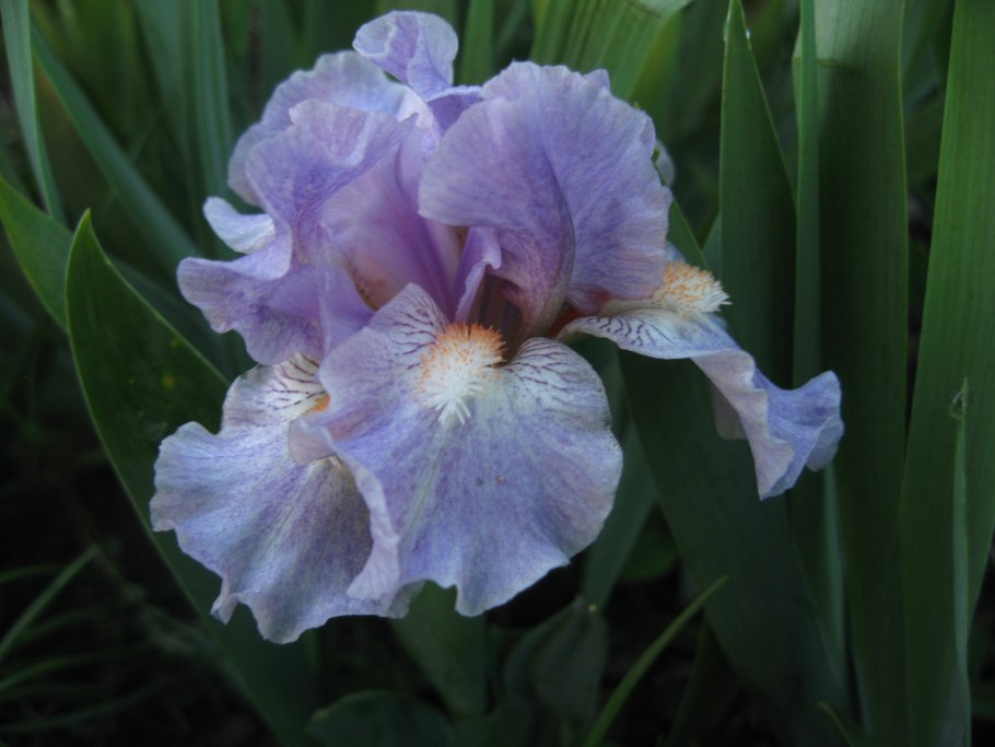 Ирис карликовый Калмыкия