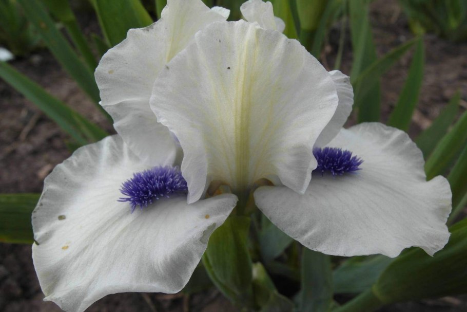 A Guide to species Irises
